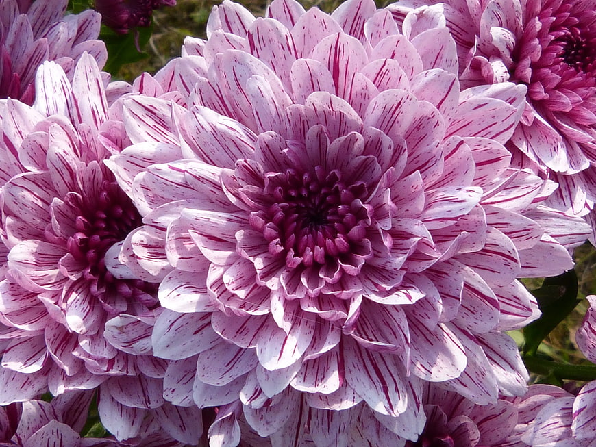 Close-up of purple and white striped chrysanthemum flowers