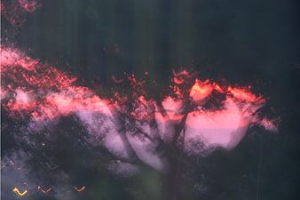 Abstract impressionistic sunset with pink and red light through trees