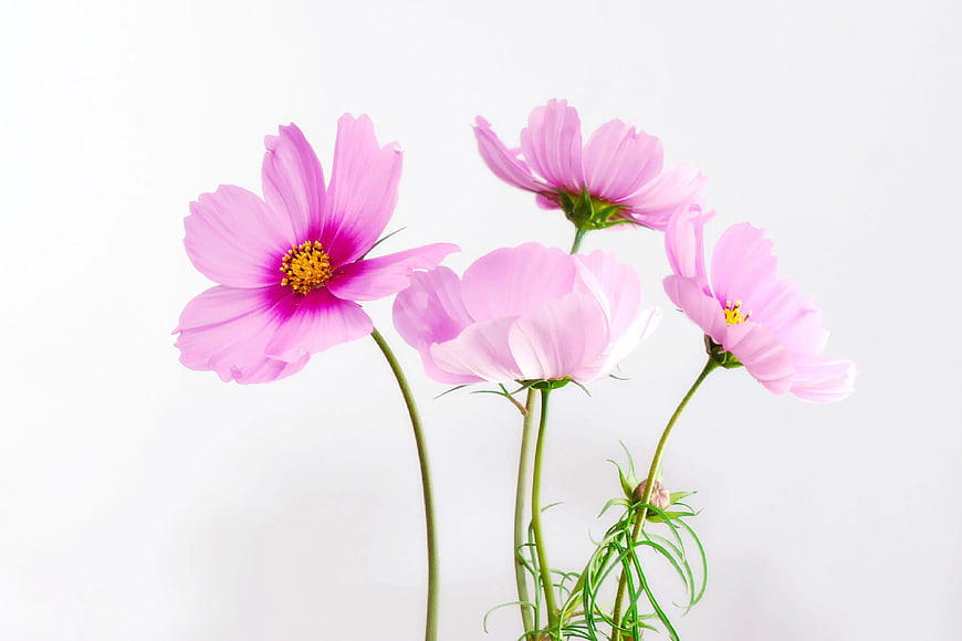 Pink Cosmos Flowers on White Background