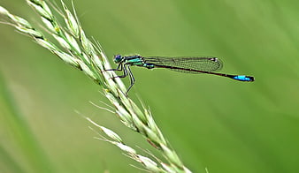 Blue Damselfly Perched on Green Wheat Stalk