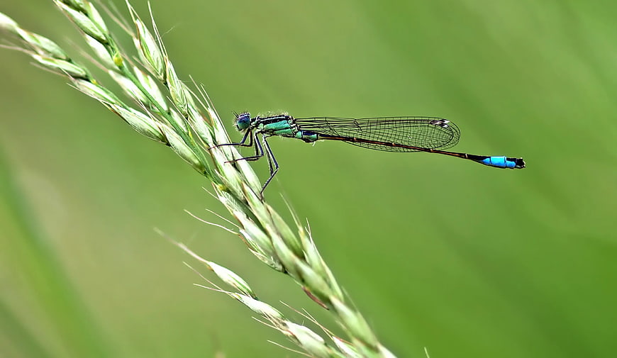 Blue Damselfly Perched on Green Wheat Stalk