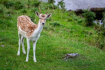 Young Spotted Deer Buck Standing in Green Meadow