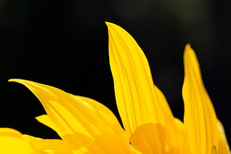 Close-up of bright yellow sunflower petals against black background