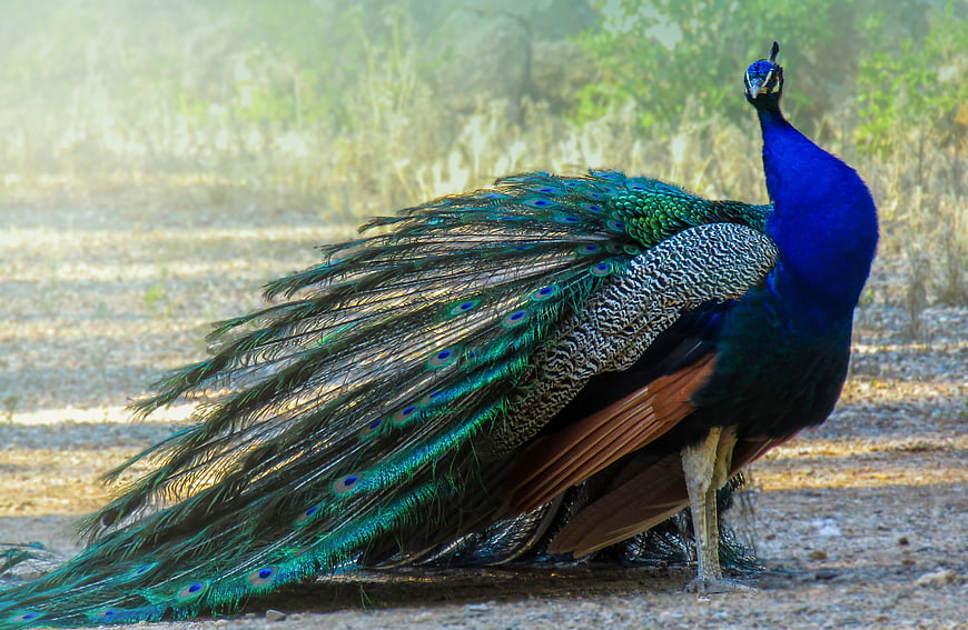 Male Indian Peafowl Standing In Natural Habitat