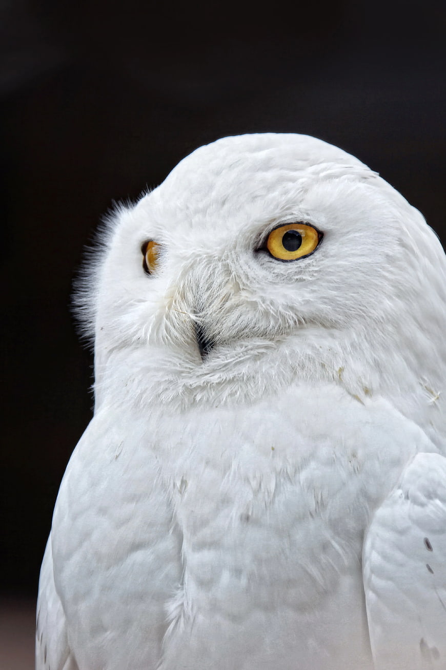 Close-up portrait of a white snowy owl with yellow eyes