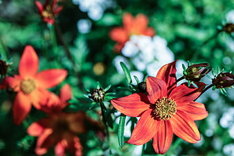 Vibrant Orange Dahlia Flower in Sunlit Garden