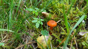 Small orange mushroom growing in mossy forest floor