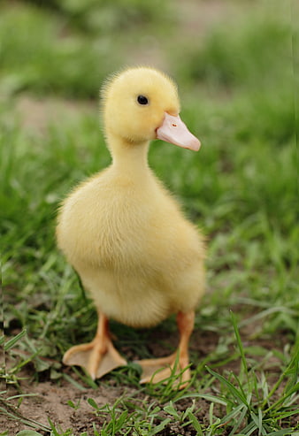 Cute yellow duckling standing on green grass in a natural outdoor setting