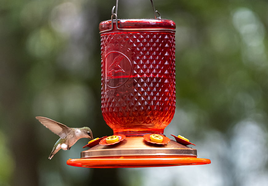 Hummingbird Feeding at Red Glass Feeder