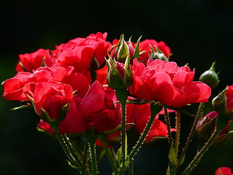Vibrant Red Roses in Bloom with Dark Background