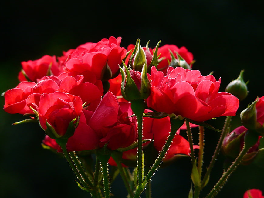 Vibrant Red Roses in Bloom with Dark Background