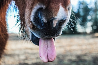 Close-up of a brown horse sticking its tongue out