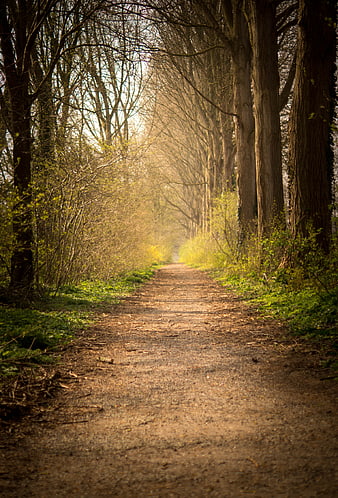 Sunlit Forest Path with Tall Trees and Spring Foliage