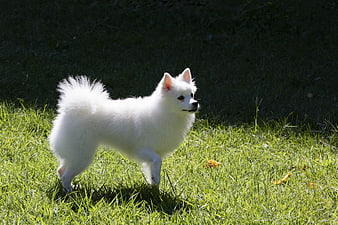 White Spitz Dog Walking On Green Grass In Park