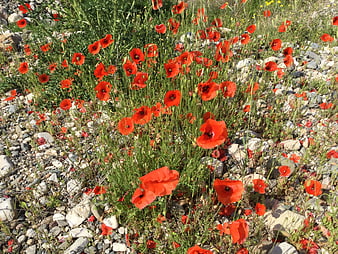 Vibrant red poppies blooming in a rocky spring field