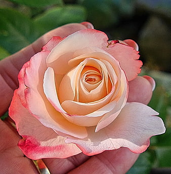 Close-up of hand holding delicate pink and white rose