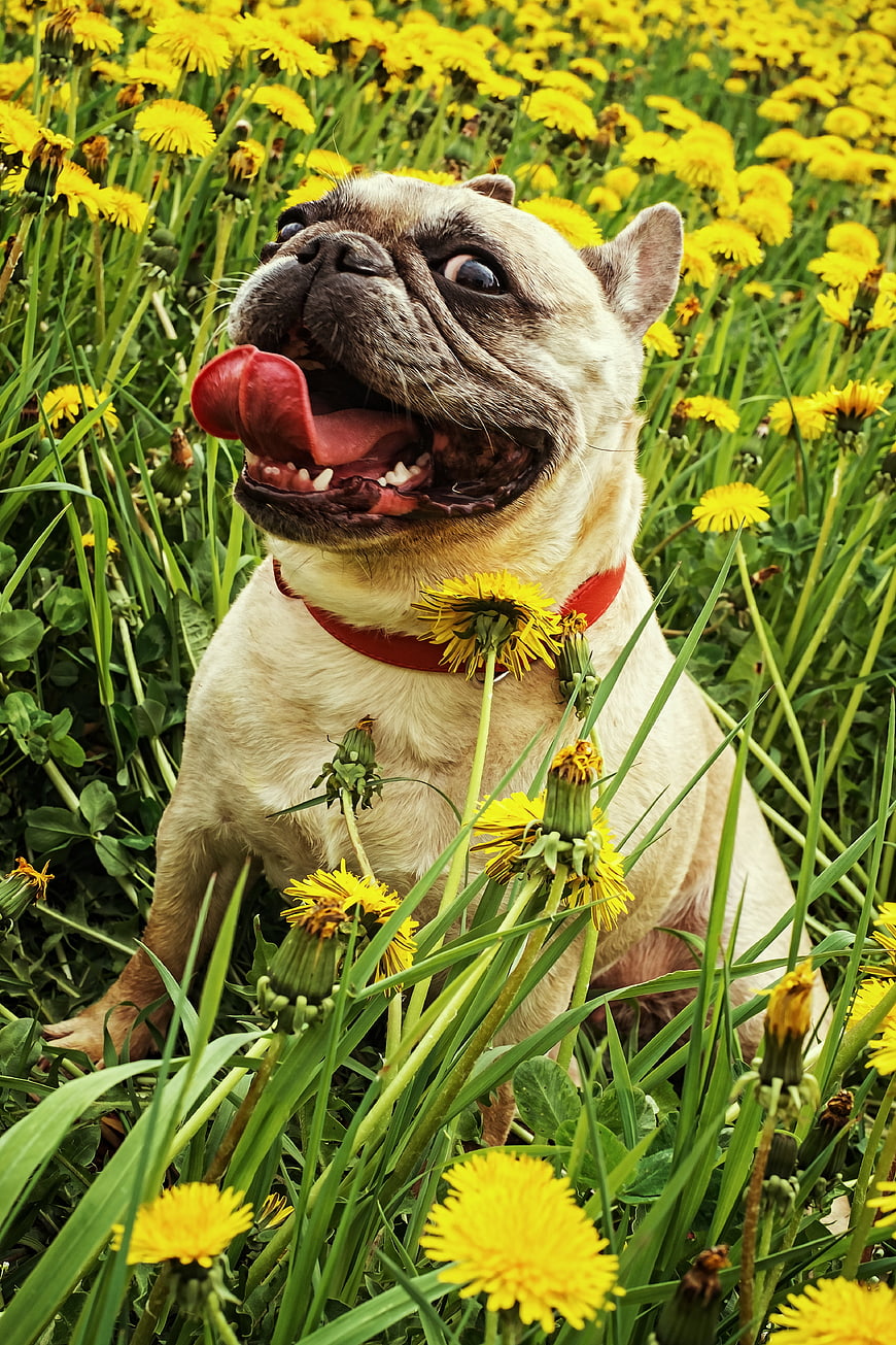 Happy French Bulldog Panting in a Field of Yellow Dandelions