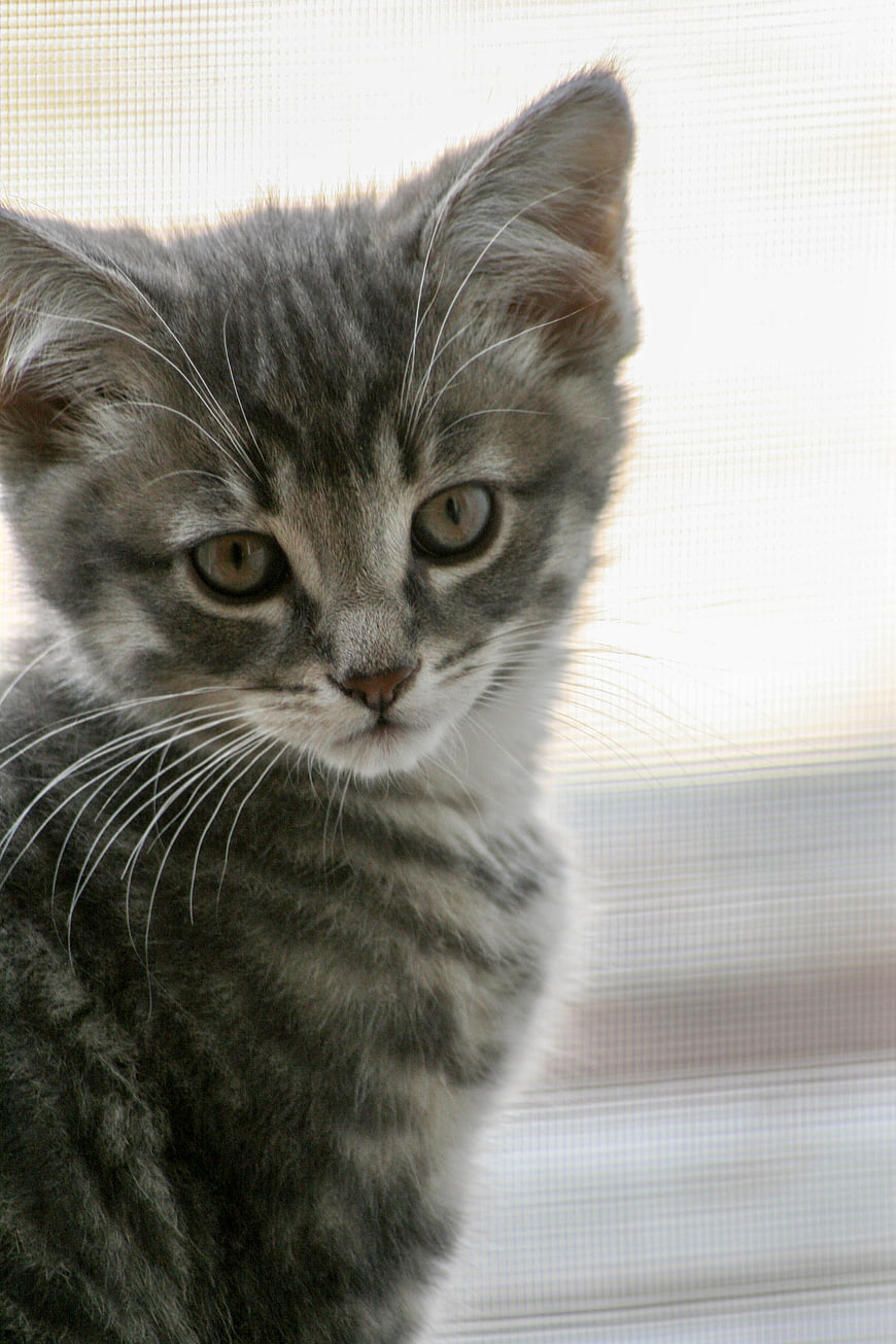 Close-up portrait of a cute gray tabby kitten