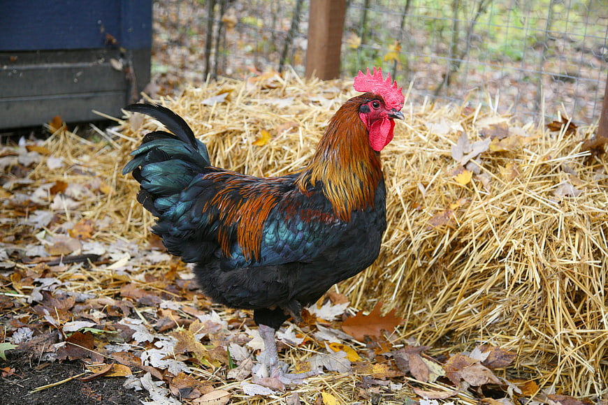 Colorful Rooster Standing on Hay and Autumn Leaves