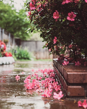 Pink Azalea Flowers on Wet Brick Path After Rain