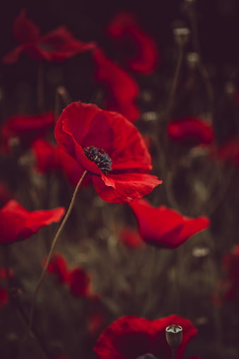 Close-up of vibrant red poppy flower in a field