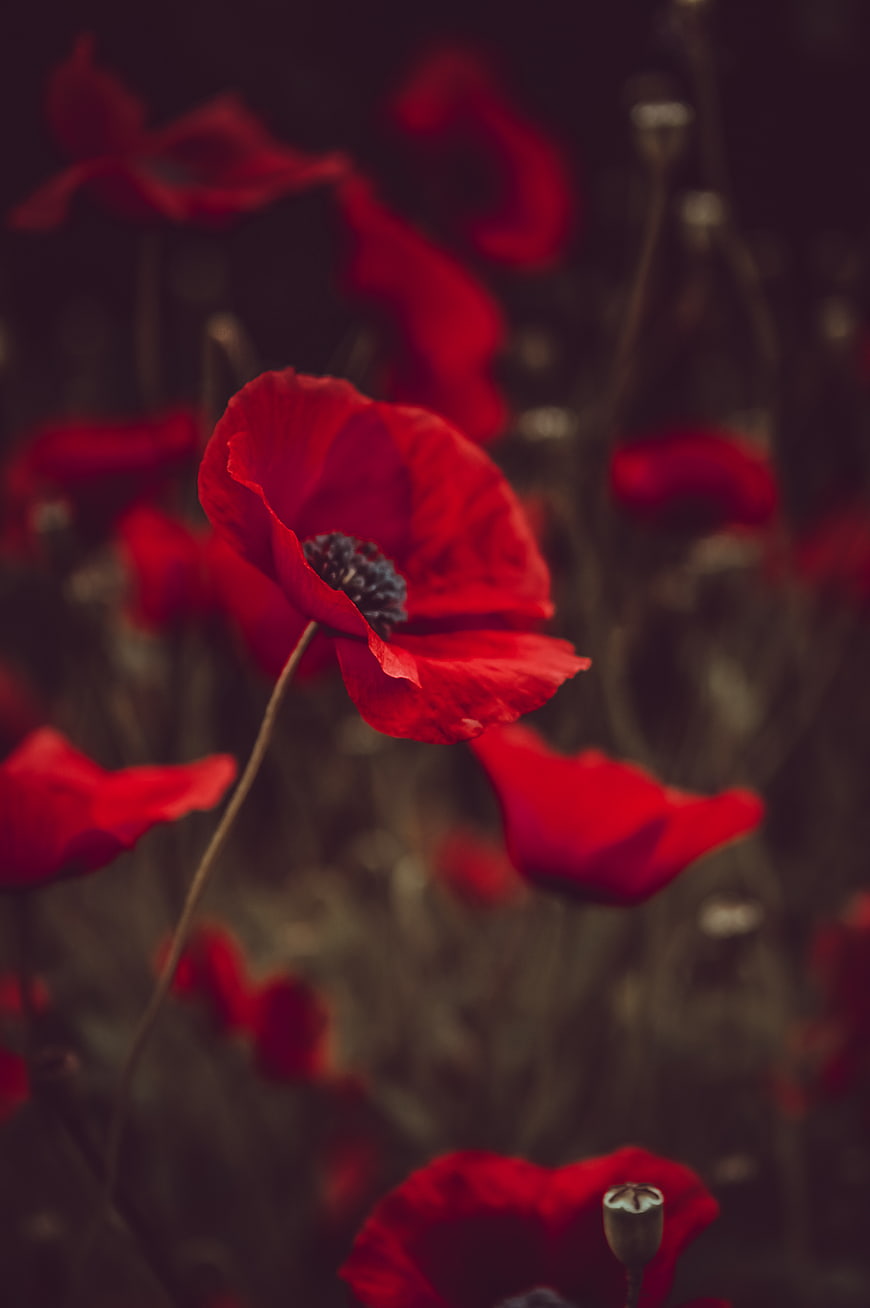 Close-up of vibrant red poppy flower in a field