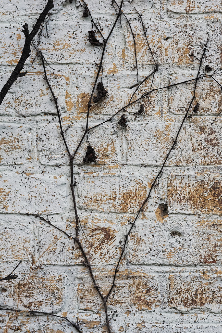 Textured White Brick Wall with Dried Vines and Peeling Paint
