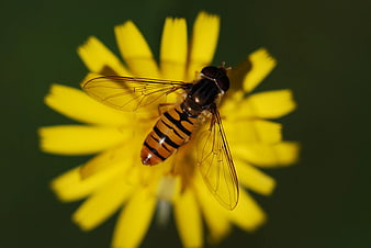 Hoverfly on Yellow Flower Macro Photography