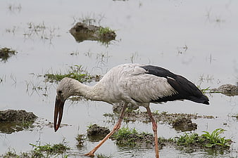 Asian Openbill Stork Foraging in Shallow Wetland