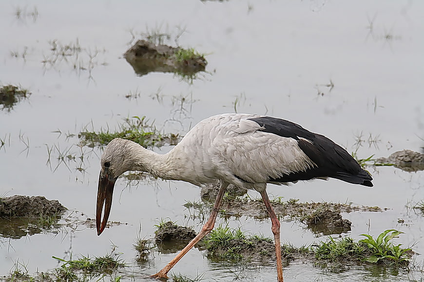 Asian Openbill Stork Foraging in Shallow Wetland