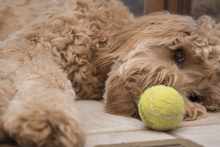 Fluffy Doodle Dog Resting with Tennis Ball