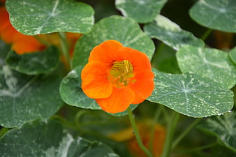 Orange Nasturtium Flower Close-Up With Green Leaves