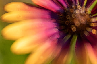 Abstract Macro of Colorful Flower Petals with Bokeh