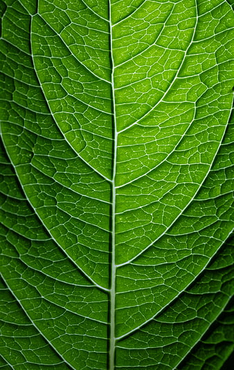 Macro Close-Up of Green Leaf Veins and Texture
