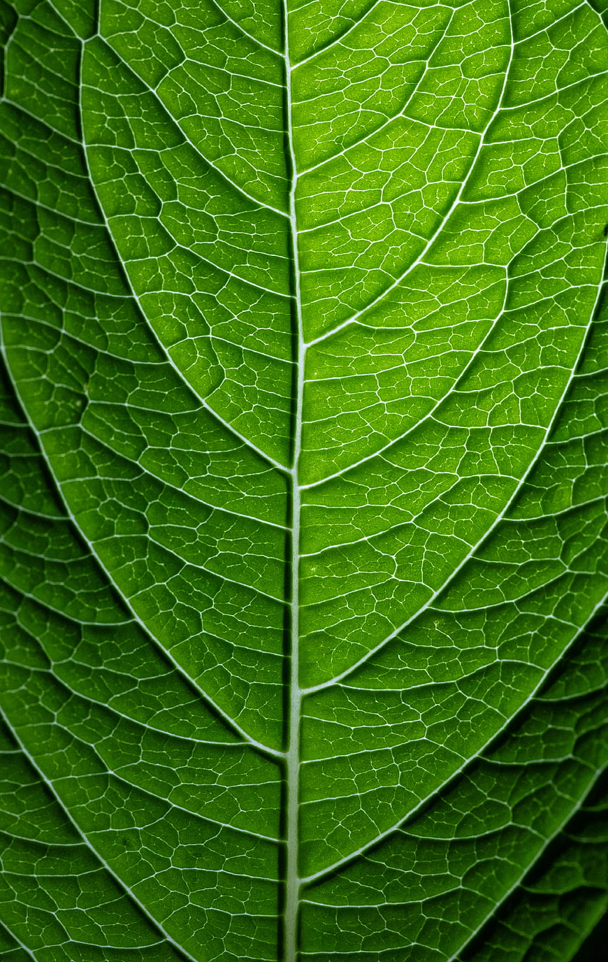 Macro Close-Up of Green Leaf Veins and Texture