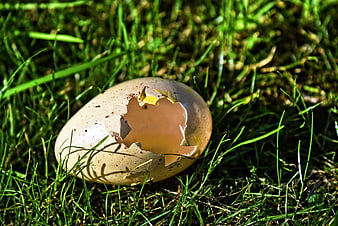 Broken bird egg shell in green grass