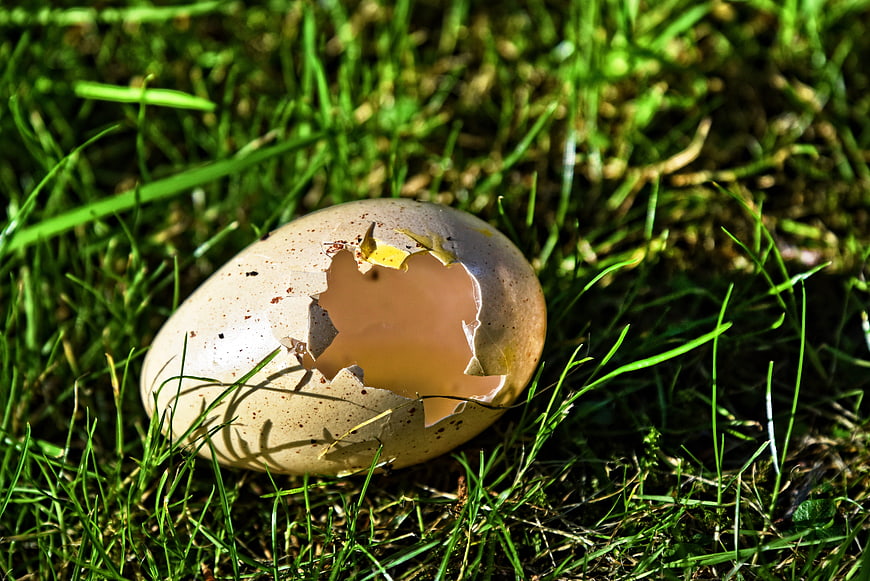 Broken bird egg shell in green grass