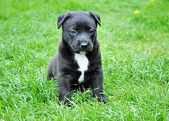 Cute Black Puppy with White Chest Sitting in Green Grass