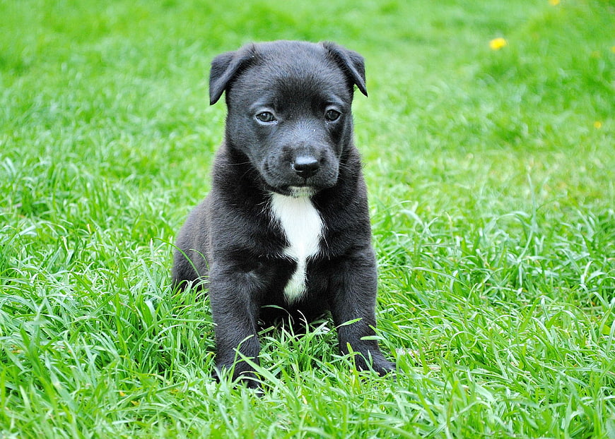 Cute Black Puppy with White Chest Sitting in Green Grass