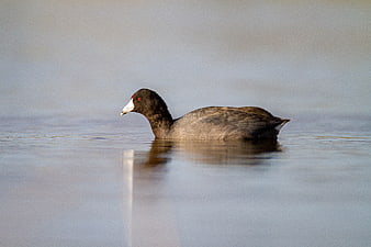 American Coot Swimming in Calm Water