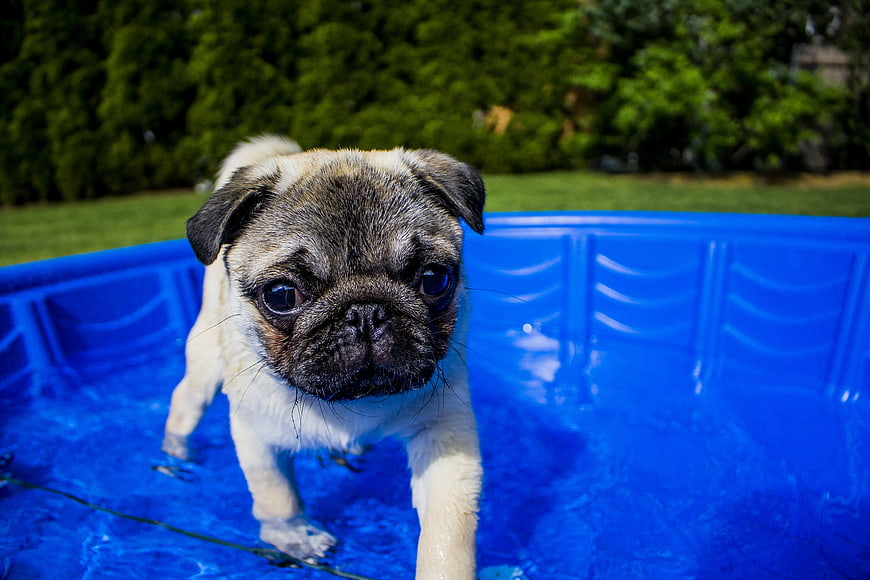 Pug puppy standing in a blue inflatable pool outdoors