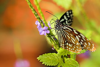 Close-up of a butterfly on a purple flower