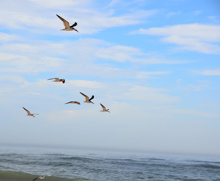 Black Skimmers Flying Over Ocean Waves and Blue Sky