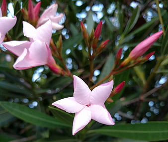 Close-up of Pink Oleander Flowers with Green Leaves