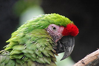 Close-up of a Green Parrot with Red Forehead on a Branch