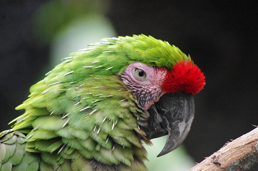 Close-up of a Green Parrot with Red Forehead on a Branch