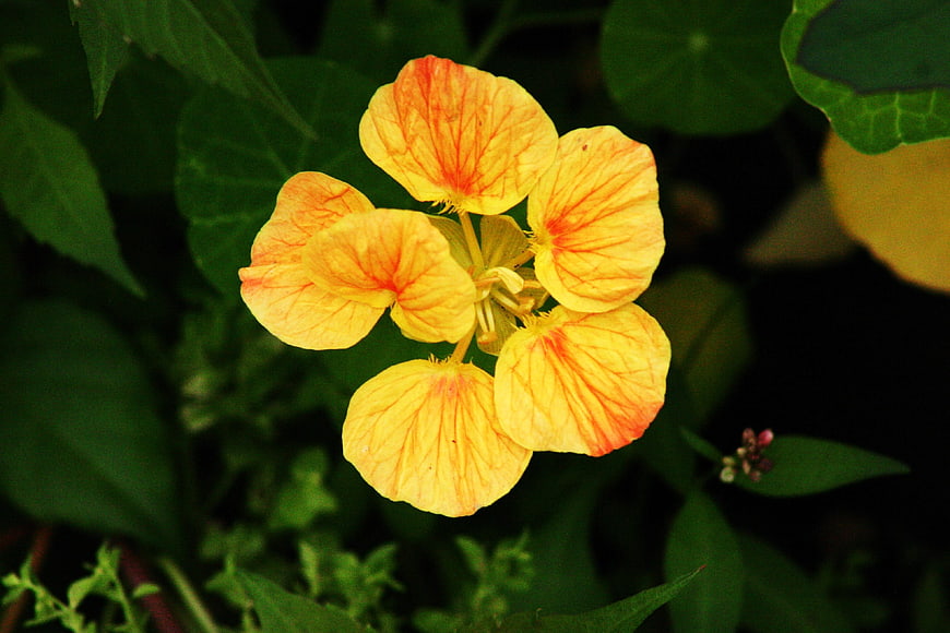 Close-up of vibrant yellow nasturtium flower with green leaves