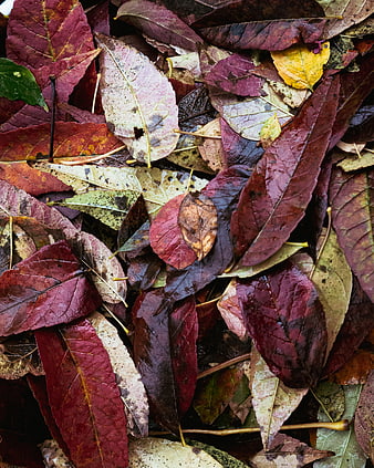 Close-up of wet autumn leaves in red and purple