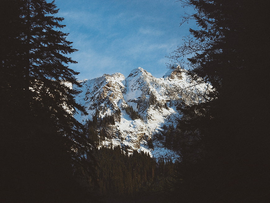 Snowy Mountain Peak Framed by Dark Pine Trees
