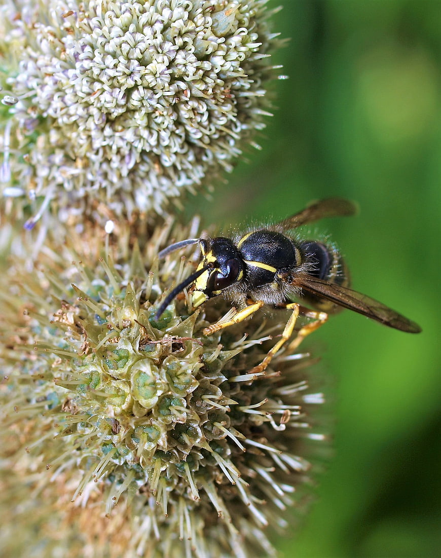 Close-up of a wasp on a flower head
